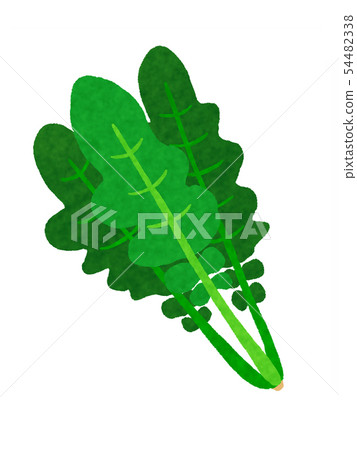 Arugula arugula Arugula arugula 54482338