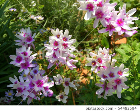 Ixia 54482594