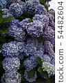 Hydrangea 54482604
