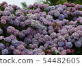 Hydrangea 54482605