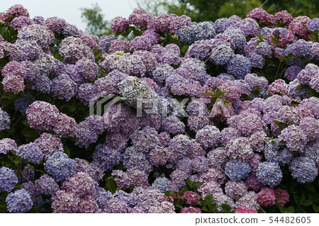 Hydrangea 54482605
