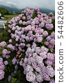 Hydrangea 54482606