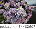 Hydrangea 54482607