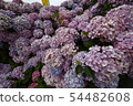 Hydrangea 54482608