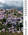 Hydrangea 54482609