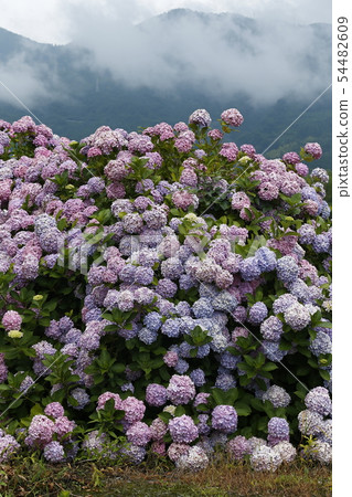 Hydrangea 54482609