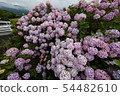 Hydrangea 54482610