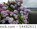Hydrangea 54482611