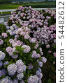 Hydrangea 54482612