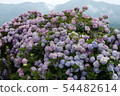 Hydrangea 54482614