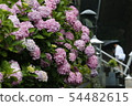 Hydrangea 54482615