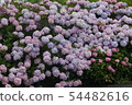 Hydrangea 54482616