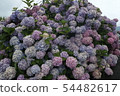 Hydrangea 54482617