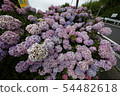 Hydrangea 54482618