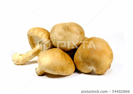 香菇 香菇 54482666