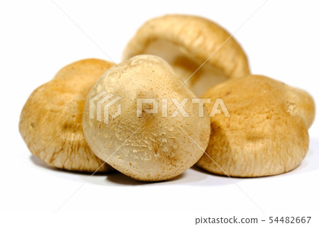 香菇 香菇 54482667