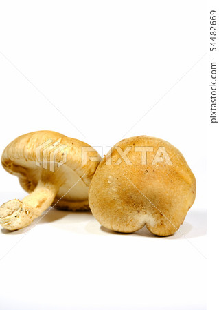 Shiitake mushroom Shiitake mushroom 54482669