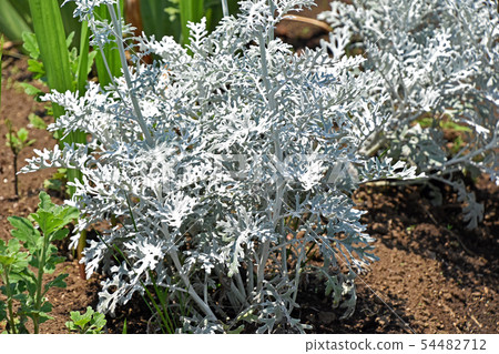 Shirota Egiku(白梅格) Shirota Egiku(白梅格) 54482712