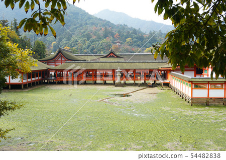宮島和嚴島神社的“鏡子的池塘”在退潮時看見 54482838