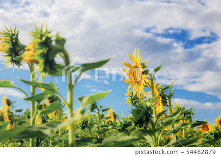 Sunflower of growing at sunrise. Sunflower of growing at sunrise. 54482879