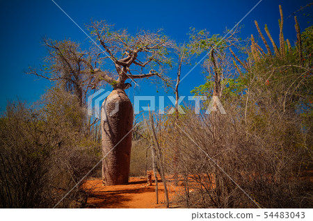 Landscape with Adansonia grandidieri baobab tree Landscape with Adansonia grandidieri baobab tree 54483043