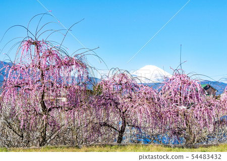 Kanagawa Prefecture Odawara City Suga Bessho plum forest Kanagawa Prefecture Odawara City Suga Bessho plum forest 54483432