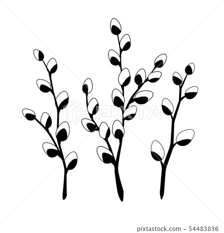 Willow twigs in black isolated on white Willow twigs in black isolated on white 54483836