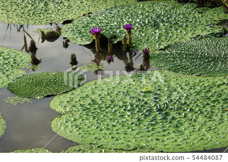 Omnibus of Fukushimaigata 54484087