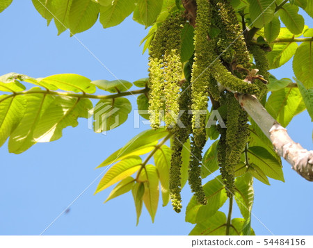 Male flower of Onigurumi 54484156