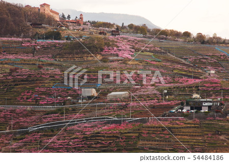 [Yamanashi] Spring peach fields 54484186