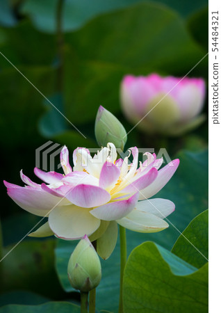 蓮花11 蓮花11 54484321