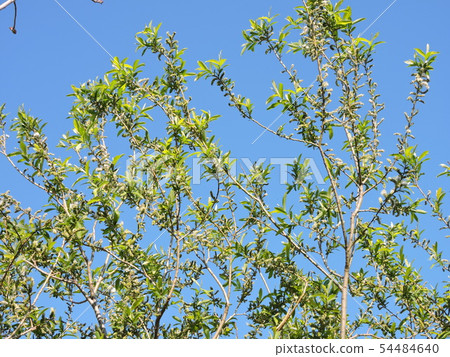 杞柳 杞柳 54484640