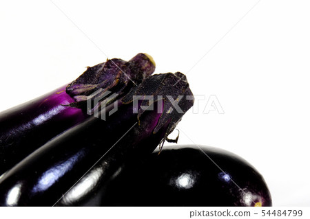 eggplant eggplant 54484799