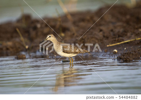 Common sandpiper, Actitis hypoleucos, India Common sandpiper, Actitis hypoleucos, India 54484882