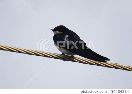 Barn Swallow, Hirundo rustica, India 54484884