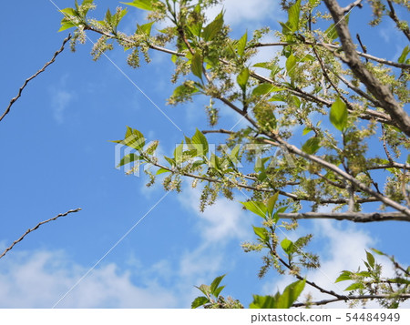 Mulberry fruit Mulberry fruit 54484949