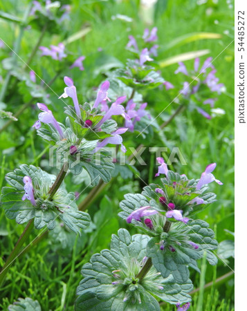 Hotokenosa (Buddha's seat) Hotokenosa (Buddha's seat) 54485272