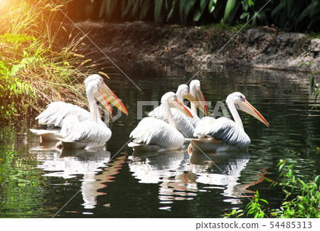 Large white pelicans swimming in a pond Large white pelicans swimming in a pond 54485313