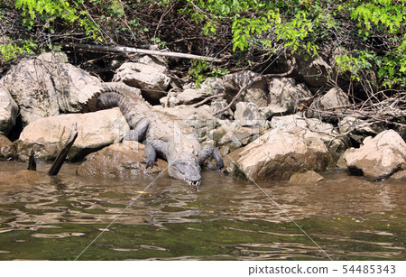 Crocodile in Canyon del Sumidero, Chiapas, Mexico 54485343