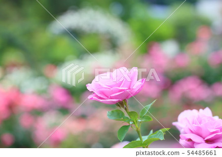 Rose flower gartenzerba 84 54485661