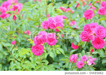 Rose flower Elvation 54485662