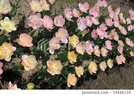 ... tulip ... ... ... Angelica ... ... tulip ... ... ... Angelica ... 54486139