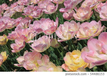 ... tulip ... ... ... Angelica ... 54486153