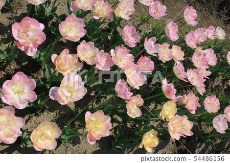 鬱金香...... ......當歸...... 54486156