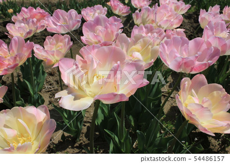 鬱金香...... ......當歸...... 54486157