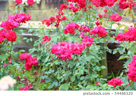 Rose flower Rob Roy 54486320