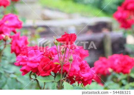玫瑰花羅布羅伊 玫瑰花羅布羅伊 54486321