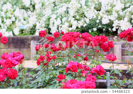 Rose flower Rob Roy 54486323