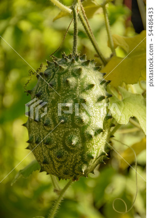 南部鄉村水果Kiwano 54486433