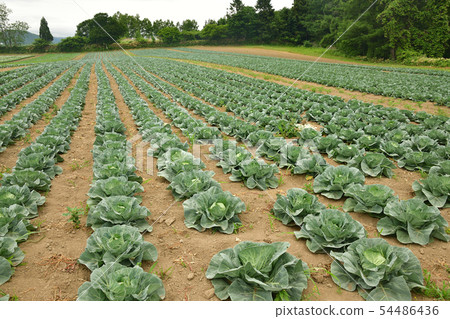 Taking a picture of the early summer scenery of a cabbage field that has begun to become a ball in Mihara district, Hakodate, Hokkaido 54486436